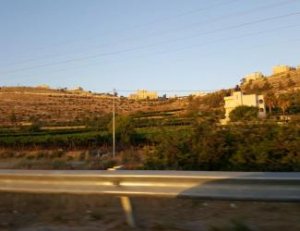(Photo: Grapes growing on the outskirts of Hebron, as they did since Biblical times. Archaeologists believe the agricultural terracing may have been built by the Israelites and later up-kept by various inhabitants.)
