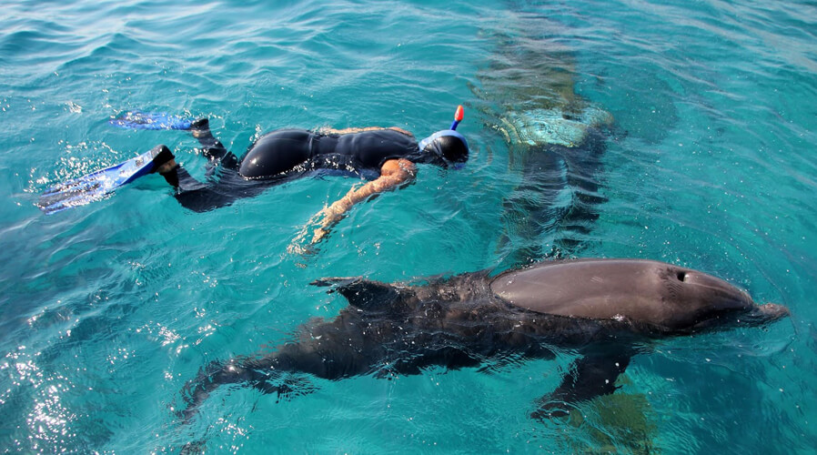 Swim with Dolphins in Eilat
